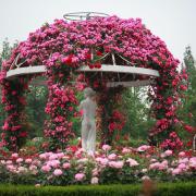 Flower Garden Nature Plant Sculpture Rose Il-San