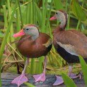 Two Ducks Purple Feet Pink Beaks