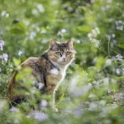 Animal Cat Feline Pet Mammal Fur Whiskers Stray