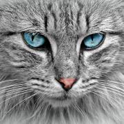 Cat Animal Cat Portrait Cat's Eyes Pet Fur