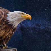 Bald Eagle Eagle Raptor Bird Usa Birds Of Prey