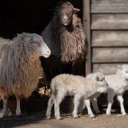 Sheep Farm Yard Livestock Nature Outdoors Wildlife