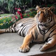 Royal Tiger Tiger Zoo Animal