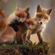 Fox Cubs Cute Red Fox Young Wildlife Nature