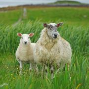 Sheep Animals Scotland Lamb Meadow Grass Nature