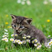 Kitty Playful Flowers Wildflowers Grass Meadow