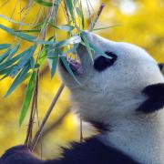 Panda Bamboo Bear Mammal China Zoo