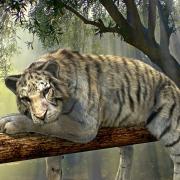 Tiger Animal Jungle Mammal Big Cat Wild Animal