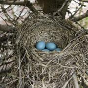 Eggs Birds Nest Blue Robin Cute Nature Wildlife