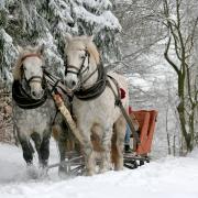 Winter Sleigh Ride with Horses