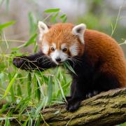 Red Panda Leaves Branch Outdoors Wildlife Fox
