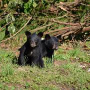 Black Bear Bear Cubs Bears Young Animal Wildlife