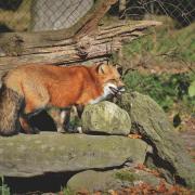 Red Fox Fox Wild Animal Predator Animal Wildlife