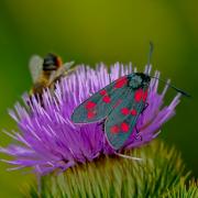 Six Spot Burnet Moth Bee Flower Thistle Moth