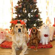 Christmas Dogs And Cat Under The Tree