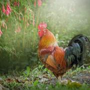 Rooster Animals Chicken Poultry Farm Male Plumage