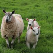 Sheep Lambs Rural Ovine Animals Livestock