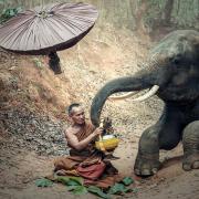 Elephant Animals Asia Buddhism Cambodia Indonesian