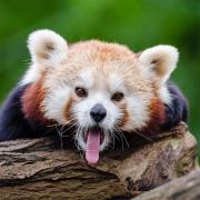Hd Wallpaper Nature Wallpaper Red Panda Yawns