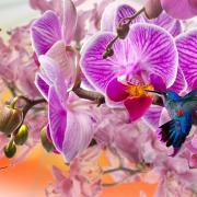 Orchids Purple Orchids Hummingbird Nature