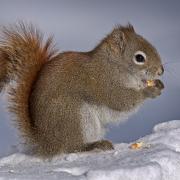 American Red Squirrel Eating Corn Winter Snow