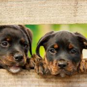 Rottweiler Puppy Dog Dogs Cute Animal Animals