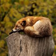 Fox Sleeping Resting Relaxing Red Animal Wild