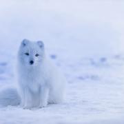 Iceland Arctic Fox Fox White White Fox Canine