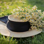Hat Chamomile Summer Flowers Bloom Plant Fashion