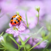 Ladybug Flower Meadow Nature Flora Fauna Insect