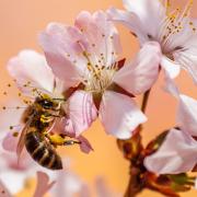 Bee Insect Honey Bee Pollen Garden Nectar Nature