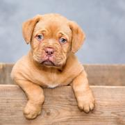 Puppy Dog Pet Cute Brown Dog Purebred Dog Breed