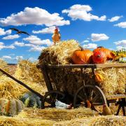 Thanksgiving Fall Pumpkin Harvest September