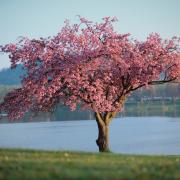 Nature Landscape Tree Lake Blossom Pink Spring