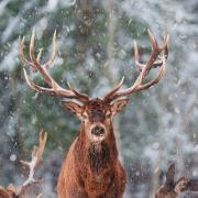 Reindeer Traveling Through Snowy Forest