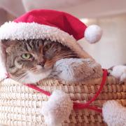 Santa Claus Kitty In Christmas Basket