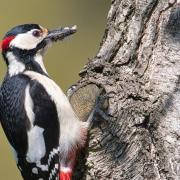 Great Spotted Woodpecker Bird Feed Insect