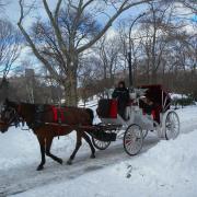 New York City Horse Carriage Buggy Winter Snow
