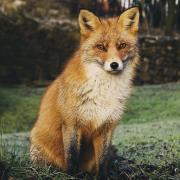Fox Animal Red Fox Omnivore Wildlife