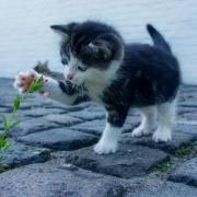 Cat Flower Kitten Stone Pet Animals Explore