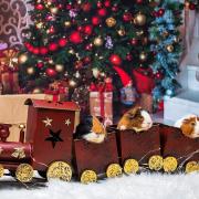 Guinea Pigs Ride Train Under Christmas Tree