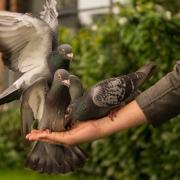 Pigeon Hand Person Feeding Wings Bird Dove Love