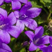 Bee Insect Close Up Macro Flower Nectar Honey