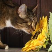 Cat Sunflower Flower Domestic Cat Domestic Animal