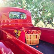 Vintage Red Truck Apple Orchard Apples Harvest