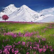 Mountains Alps Meadow Purple Flowers Snow Mountains