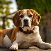 Animal Dog Beagle Domestic Animal Lie Portrait