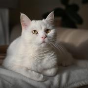 Cat Pet Feline Animal Fur Kitty Domestic