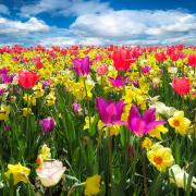 Tulips Daffodils Flowers Field Meadow Colorful