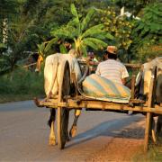 Evening Going Home Workman Ox Cart Simple Life